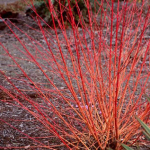 cornus sanguinea midwinter fire | Plants of the Month - Decemeber